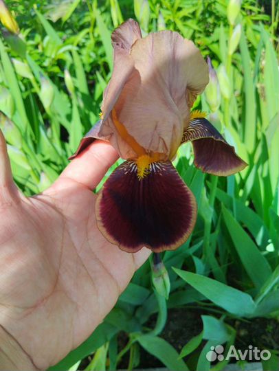 Ирисы крупные