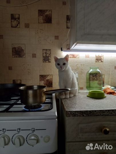 Продам британскую кошку