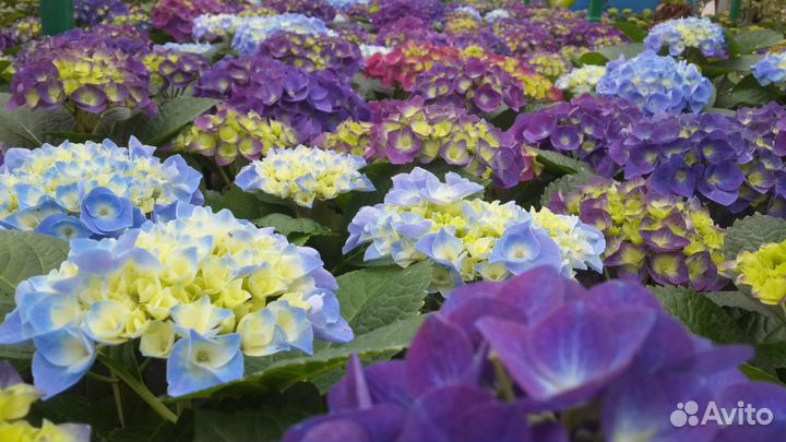 Букет цветов с Гортензией