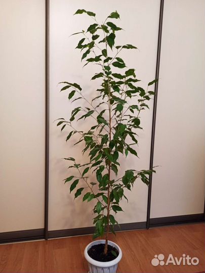 Фикус бенджамина 140см