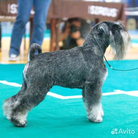 Цвергшнауцер вязка