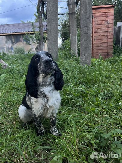 Русский спаниель вязка