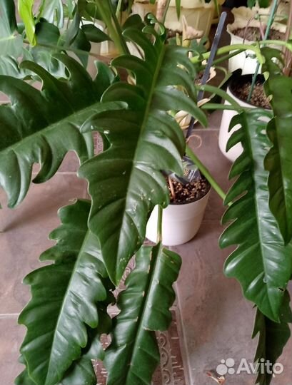 Филодендрон Narrow Escape