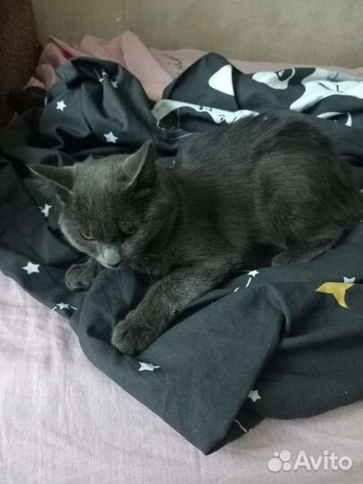 Кот в добрые руки