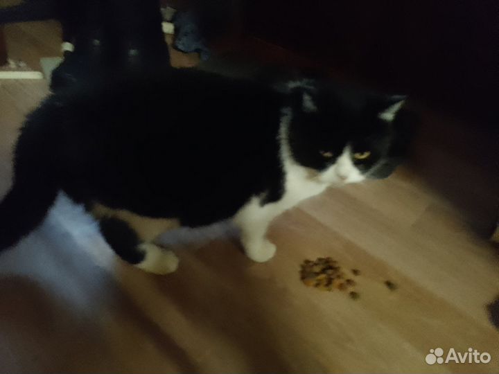 Кошка в дар бесплатно