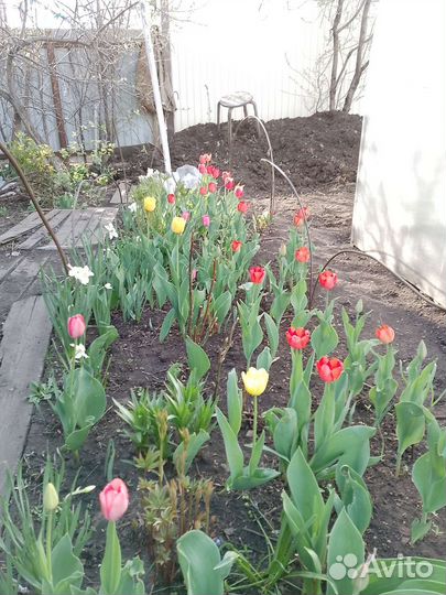 Рассада. Капуста. Помидоры