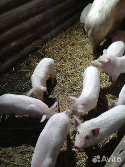 Поросята