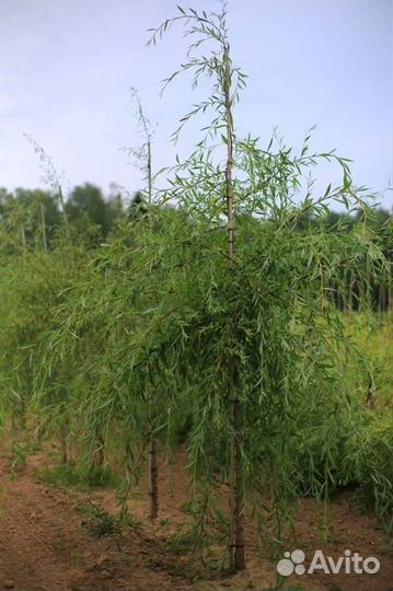 Ива Свердловская Плакучая Plakutschaja