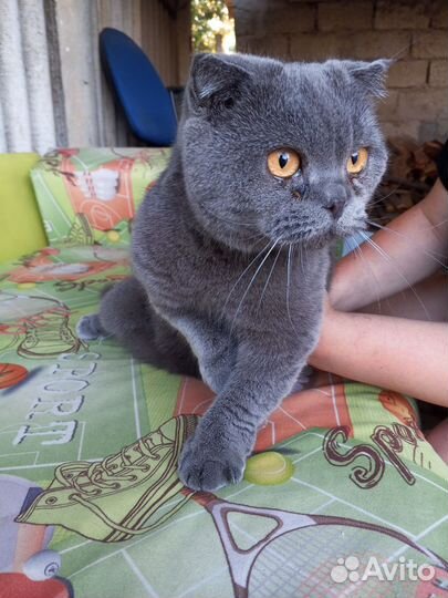 Британская