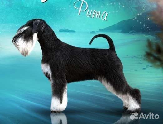 Цвергшнауцер щенки