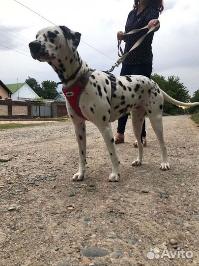 Долматинец