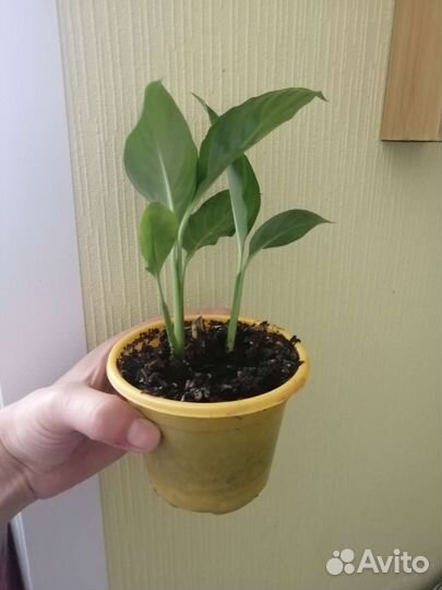 Спатифиллум женское счастье