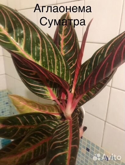 Сортовые аглаонемы