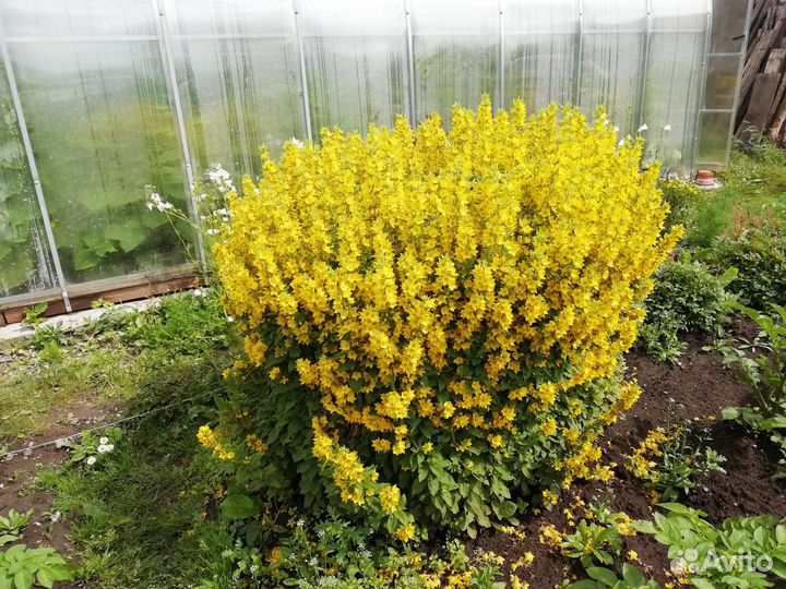 Многолетники