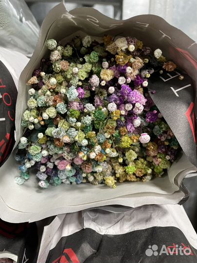 Эквадор Гипсофила. Цветная гипса