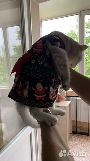 Одежда для кошек