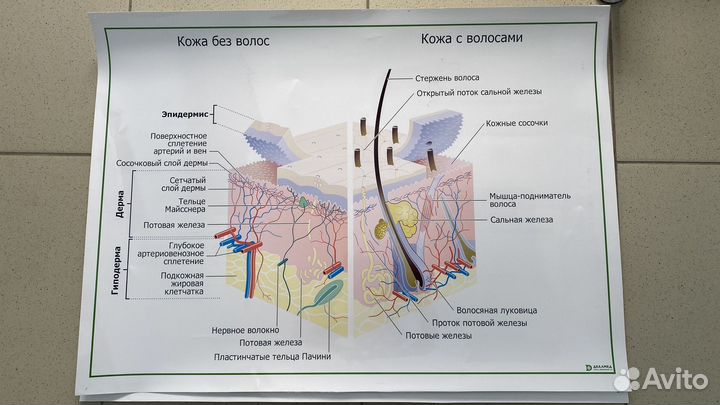 Плакаты строение волоса и кожи