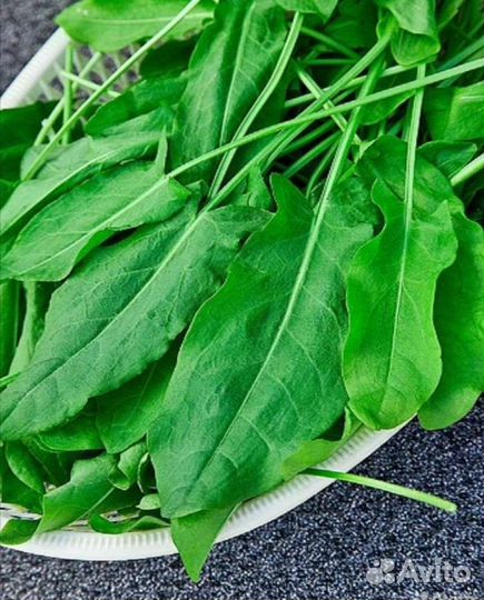 Щавель свежий