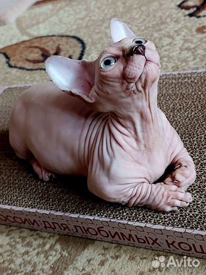 Канадский сфинкс. Бамбино