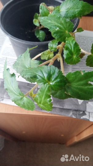 Продаю алое, бальзамин, бегония ампельная