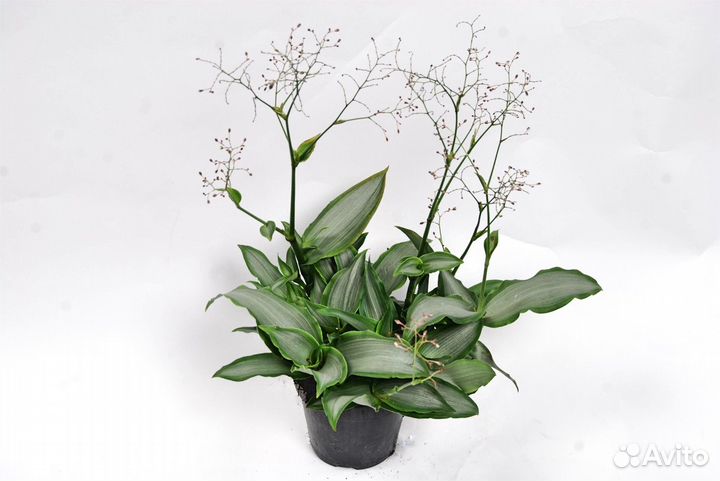 Мурданния.дримиопсис и др