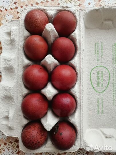 Цыплята и Инкубационное яйцо черно-медного марана