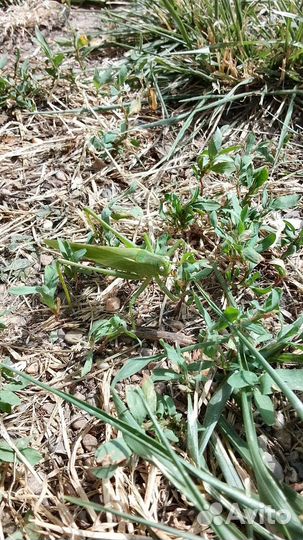 Дрессированная Саранча Олег