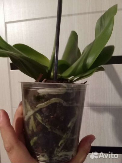 Орхидея Лиодоро ароматная с горшком