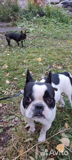 Вязка французкого бульдога