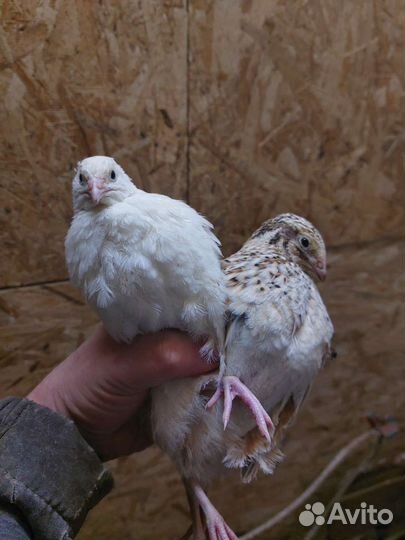 Инкубационные перепелиные яйца