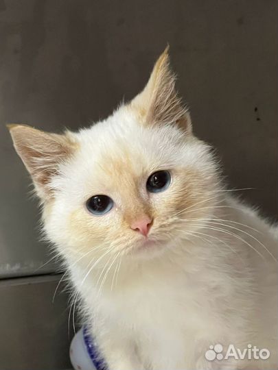 Ветеринарный врач на дом. Ветеринар. Ветпомощь