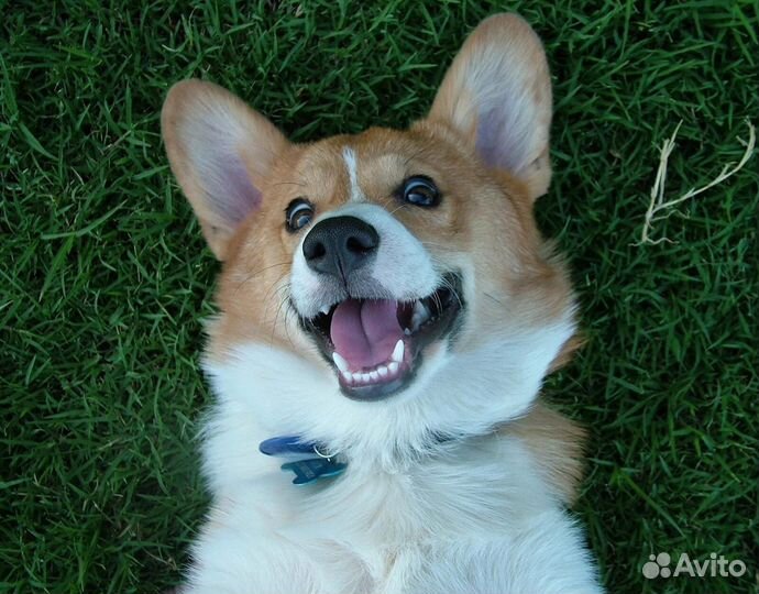 Передержка собак в питомнике Зоогостиница Кинолог