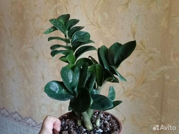 Комнатные растюшки