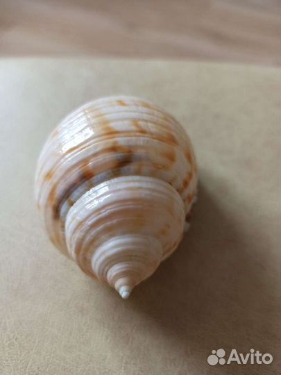 Морская раковина