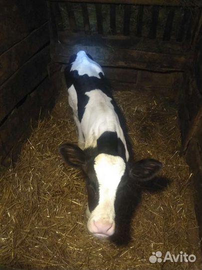 Бычки больше месяца