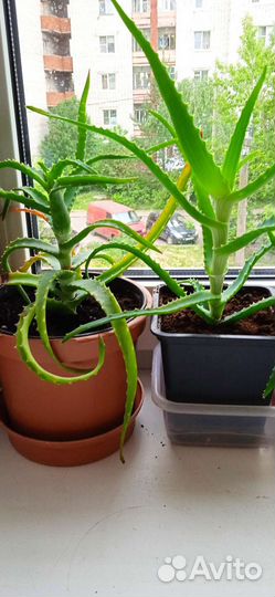 Алое (столетник)