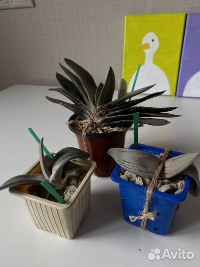 Кактусы и суккуленты