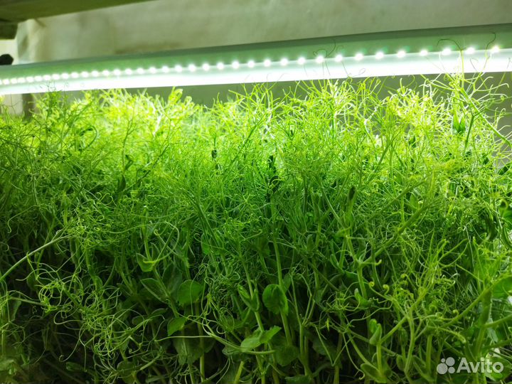 Микрозелень