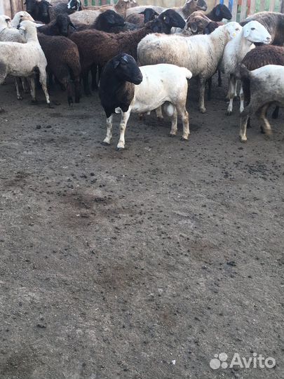 Бараны породы дорпер
