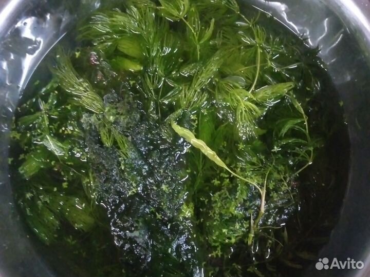 Растения для аквариума бесплатно прополка
