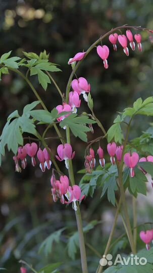 Многолетние цветы