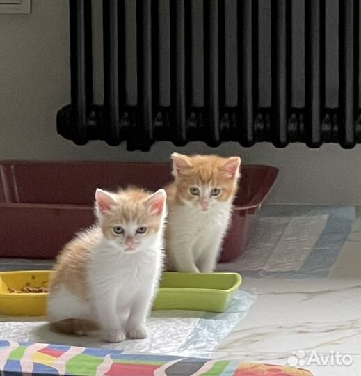 Котята в добрые руки приучены к лотку