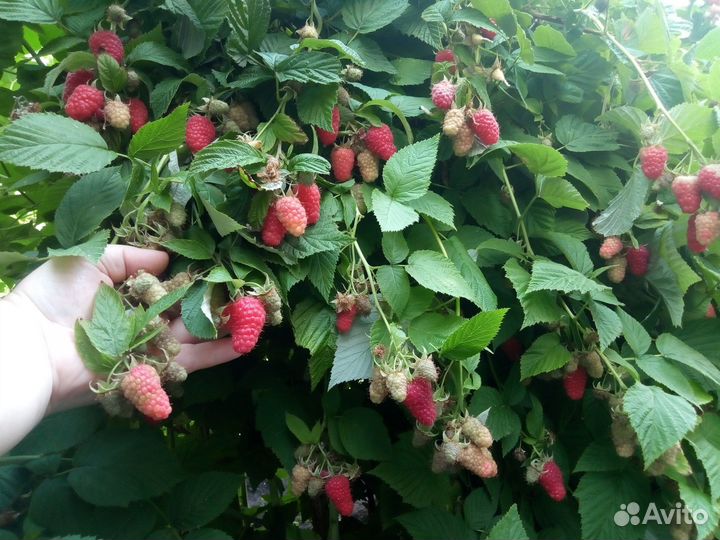 Малина штамбовая, ремонт., лет.,саж