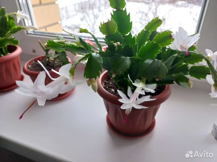 Декабрист, фикус каучконосный,крассула