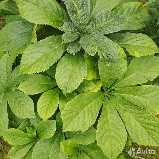 Многолетние цветы и кустарники