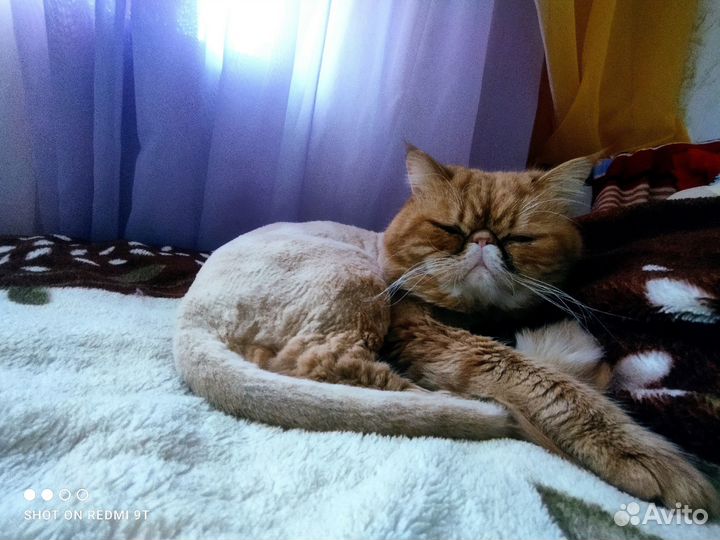 Кот Экзот вязка