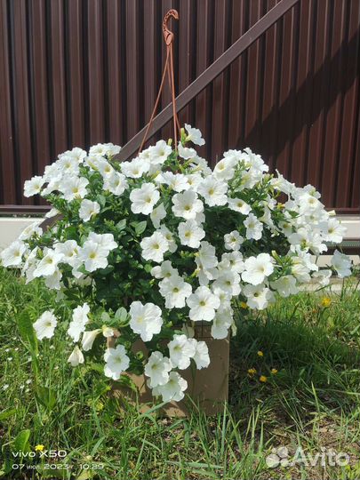 Аренда живых цветов в больших кашпо