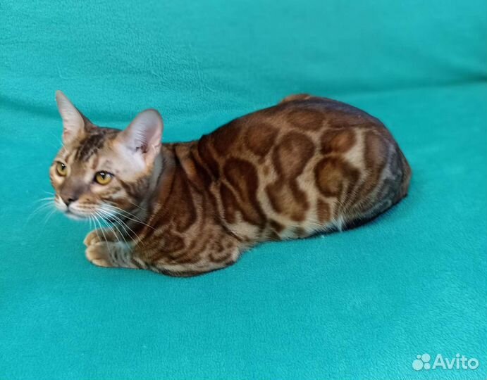 Бенгальский кот вязка