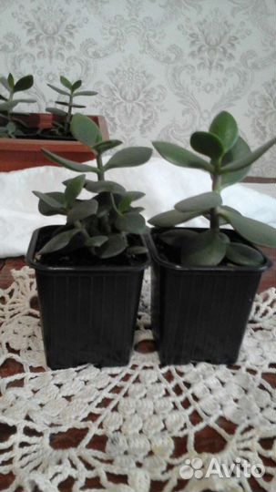 Комнатные цветы Толстянка, денежное дерево