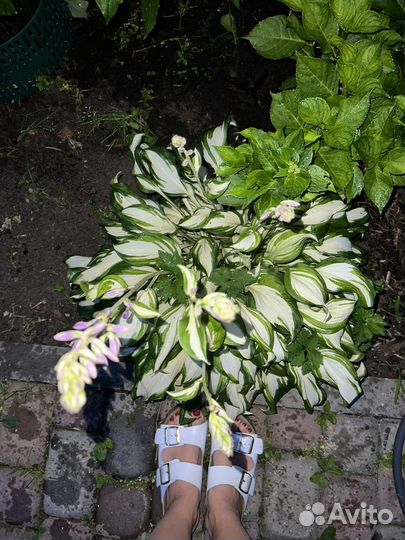 Хоста растение большой куст